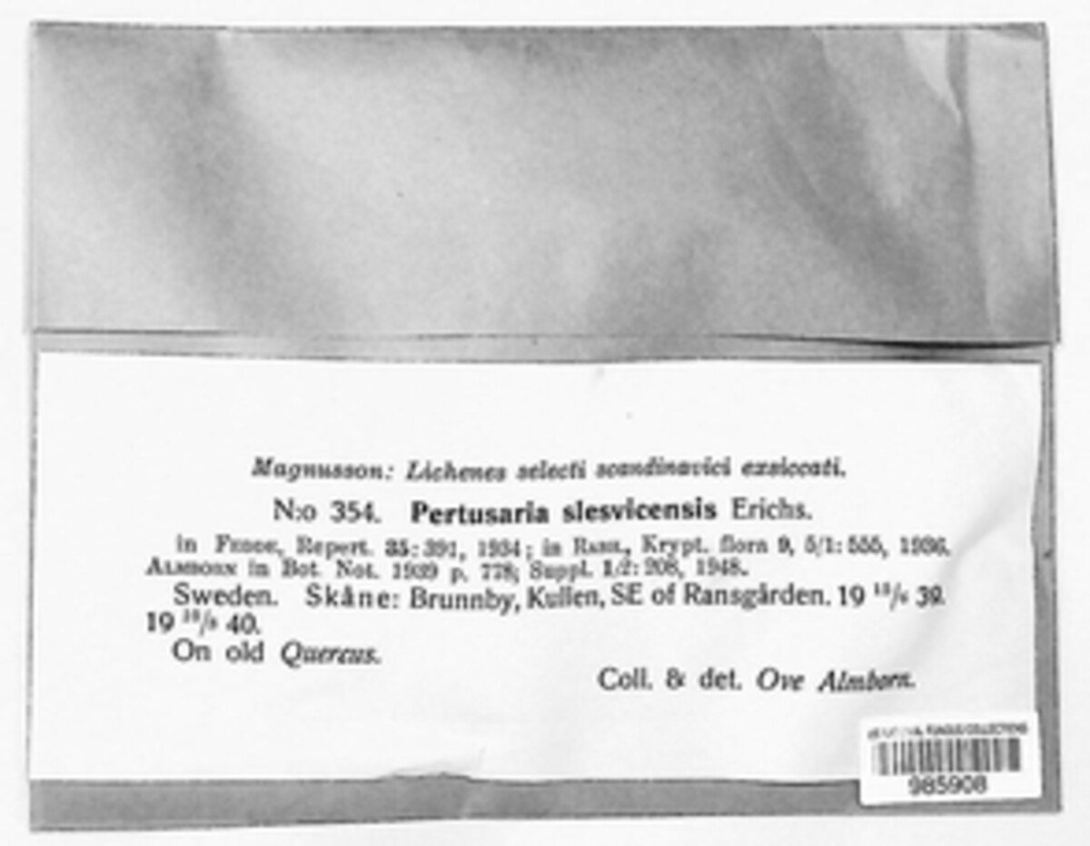 Lepra slesvicensis image